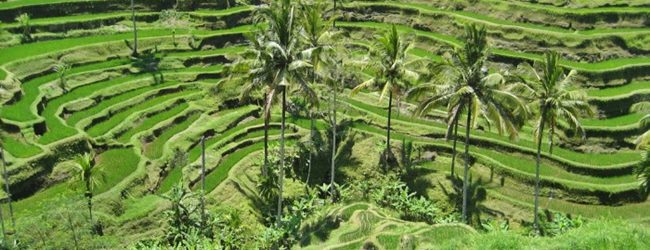 Ubud