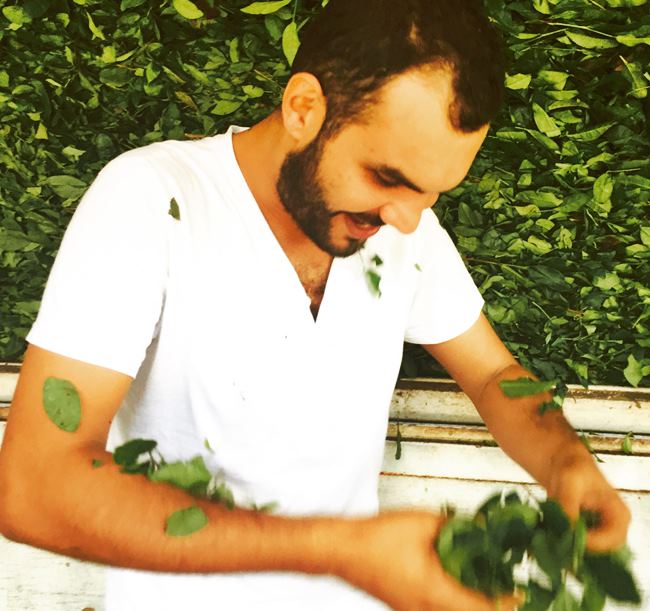 Çay fabrikası
