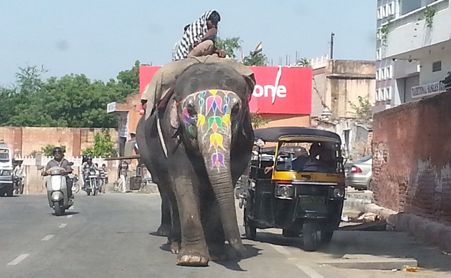Jaipur filleri